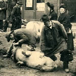 De la Saint-Nicolas à Pâques, le sacrifice du cochon est un rituel et une fête