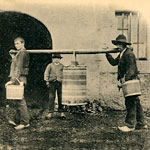 Le transport du lait au buron en Auvergne