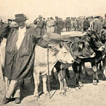 Génisses de la race Aubrac