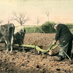 Le vieux laboureur règle ses pas sur ceux des bœufs placides… à moins que ce ne soit l'inverse !