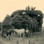 Sur le lieu de battage, à la ferme ou en plein champ, d'immenses meules sont dressées